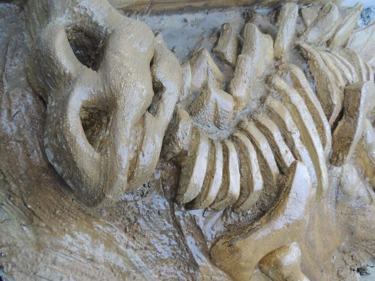 Hotel Recanto Dos Dinossauros Penha  Bagian luar foto